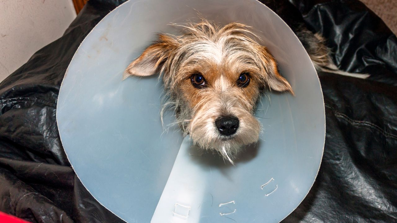 Dog wearing the collar of Shame 